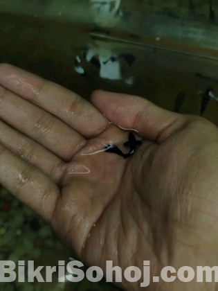 Black mosscow guppy short body new adult